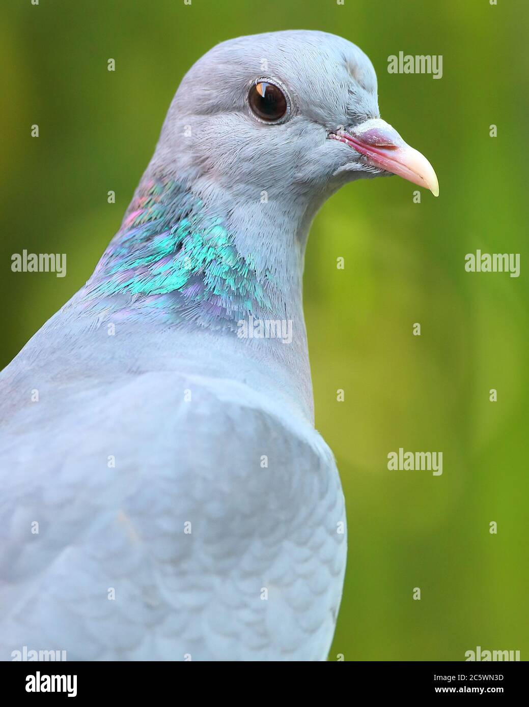 Nahaufnahme eines erwachsenen Stocktaube (Columba oenas), mit Kopf- und Halsgefieder, grüner Hintergrund. Derbyshire, Großbritannien 2020 Stockfoto