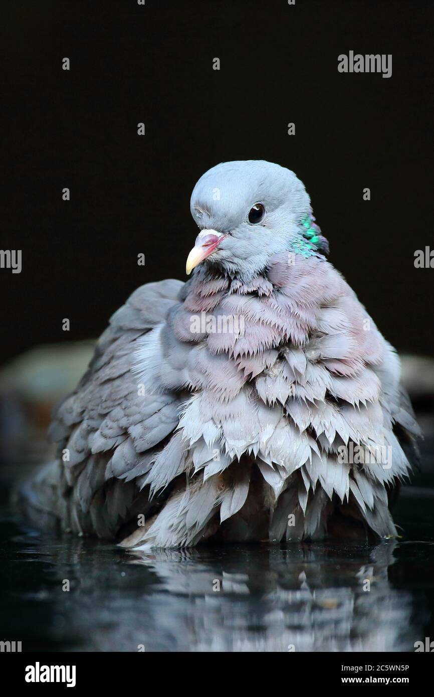 Portrait of Stock Dove (Columba oenas), Vogel saß im Wasser während Waschen / Baden an einem heißen Tag. Dunkler, unterbelichtete Hintergrund. Derbyshire, Großbritannien 2020 Stockfoto