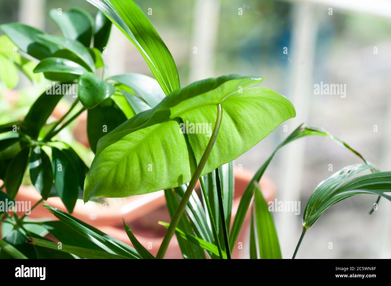 Nahaufnahme auf niedlichen herzförmigen Blätter Herz Blatt philodendron, Schatz Haus Pflanze. Botanische Makrofotografie zur Illustration von Philodendron. Stockfoto