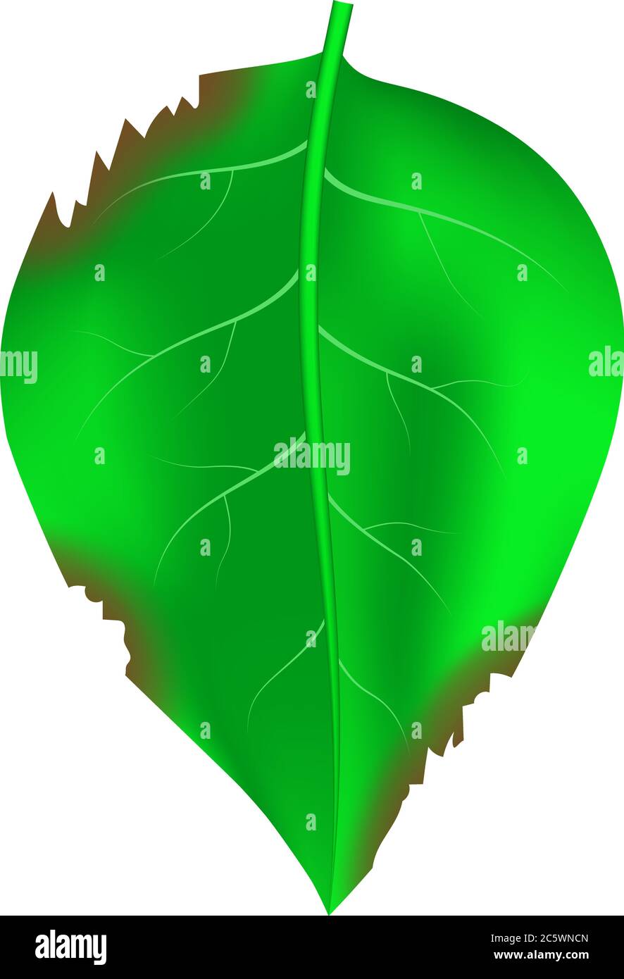 Realistisches Vektor-grünes Blatt mit detaillierter Textur und gebissenen Zeichen Stock Vektor