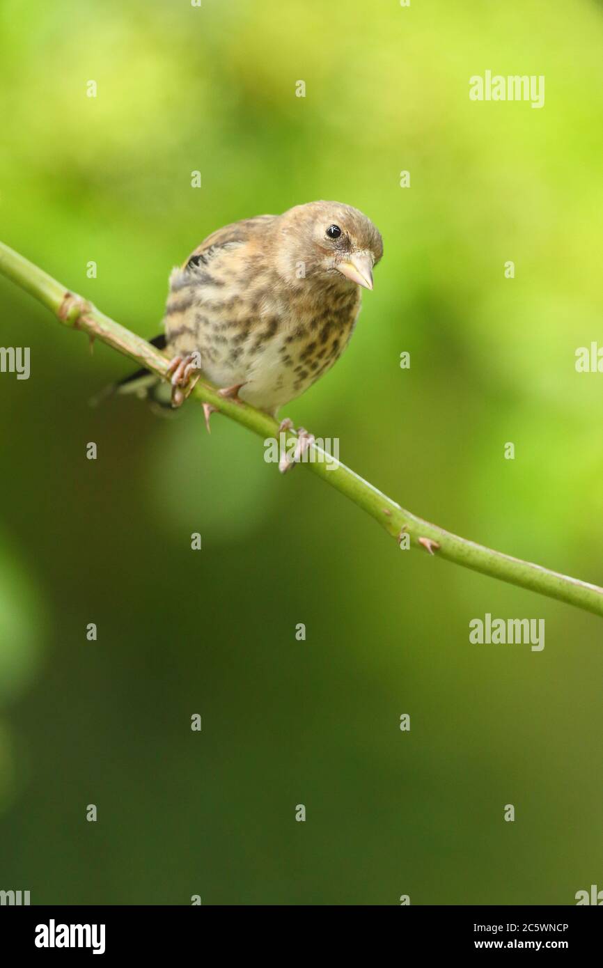 Jungtiere Europäische Goldfink (Carduelis carduelis) auf Zweig thront. Frühjahr 2020, Derbyshire, Großbritannien Stockfoto