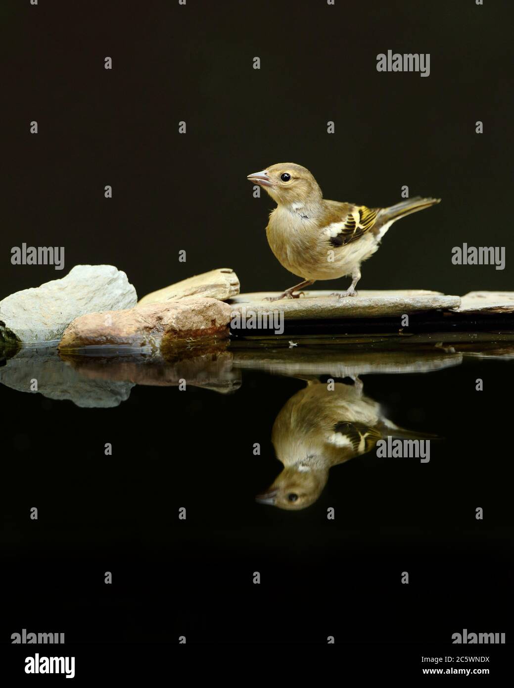 Weibliche gewöhnliche Chaffinch (Fringilla coelebs) Reflexion. Dunkler unterbelichtete Hintergrund. Derbyshire, Großbritannien 2020 Stockfoto