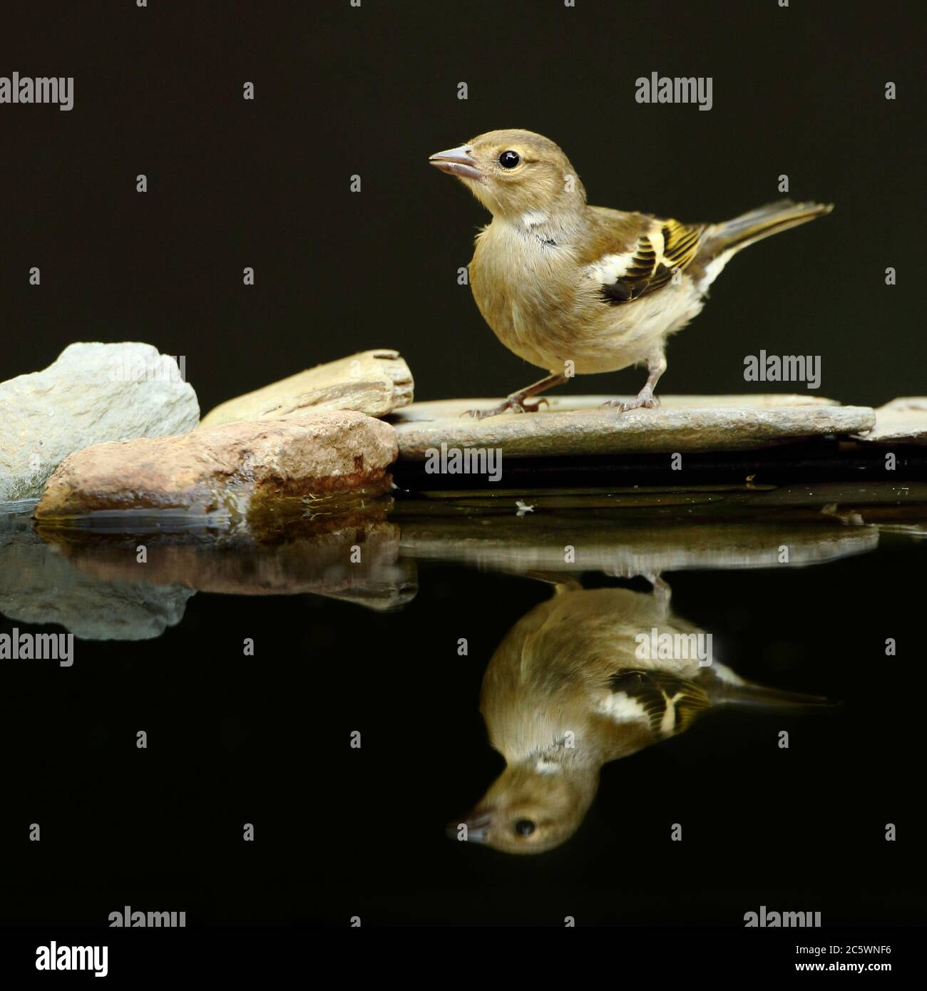 Weibliche gewöhnliche Chaffinch (Fringilla coelebs) Reflexion. Dunkler unterbelichtete Hintergrund. Derbyshire, Großbritannien 2020 Stockfoto