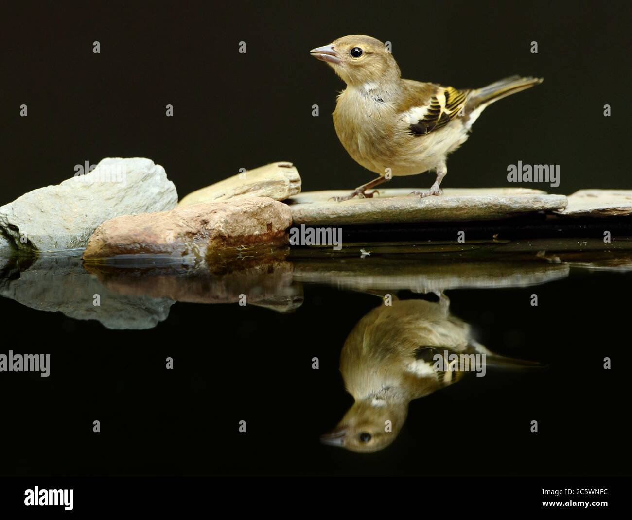 Weibliche gewöhnliche Chaffinch (Fringilla coelebs) Reflexion. Dunkler unterbelichtete Hintergrund. Derbyshire, Großbritannien 2020 Stockfoto