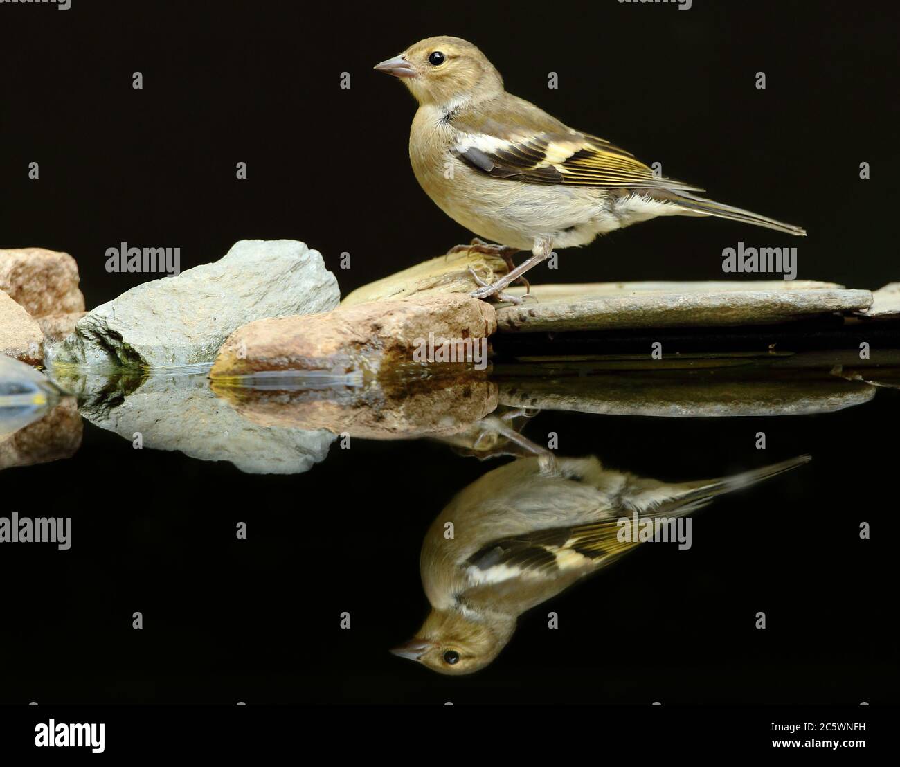 Weibliche gewöhnliche Chaffinch (Fringilla coelebs) Reflexion. Dunkler unterbelichtete Hintergrund. Derbyshire, Großbritannien 2020 Stockfoto
