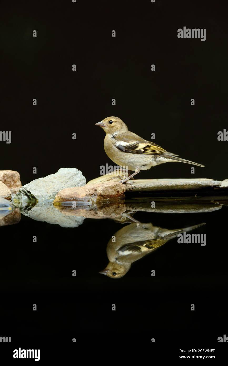 Weibliche gewöhnliche Chaffinch (Fringilla coelebs) Reflexion. Dunkler unterbelichtete Hintergrund. Derbyshire, Großbritannien 2020 Stockfoto