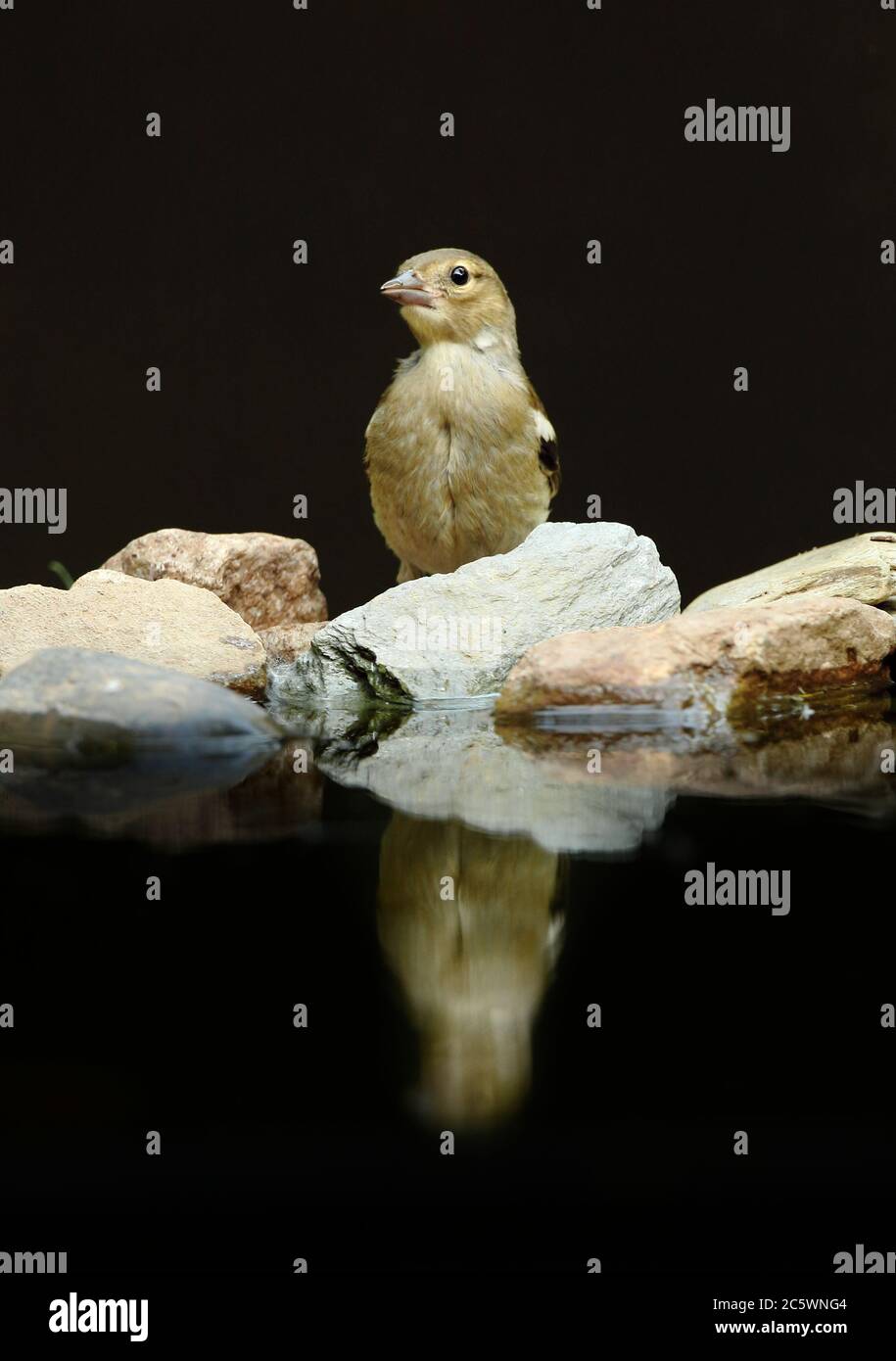 Weibliche gewöhnliche Chaffinch (Fringilla coelebs) Reflexion. Dunkler unterbelichtete Hintergrund. Derbyshire, Großbritannien 2020 Stockfoto