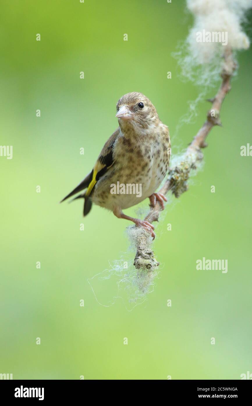 Jungtiere Europäische Goldfink (Carduelis carduelis) auf Zweig thront. Frühjahr 2020, Derbyshire, Großbritannien Stockfoto
