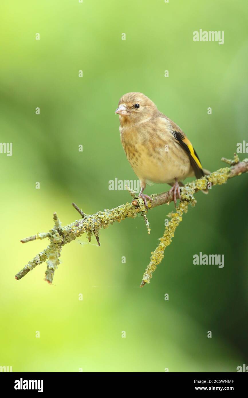 Jungtiere Europäische Goldfink (Carduelis carduelis) auf Zweig thront. Frühjahr 2020, Derbyshire, Großbritannien Stockfoto