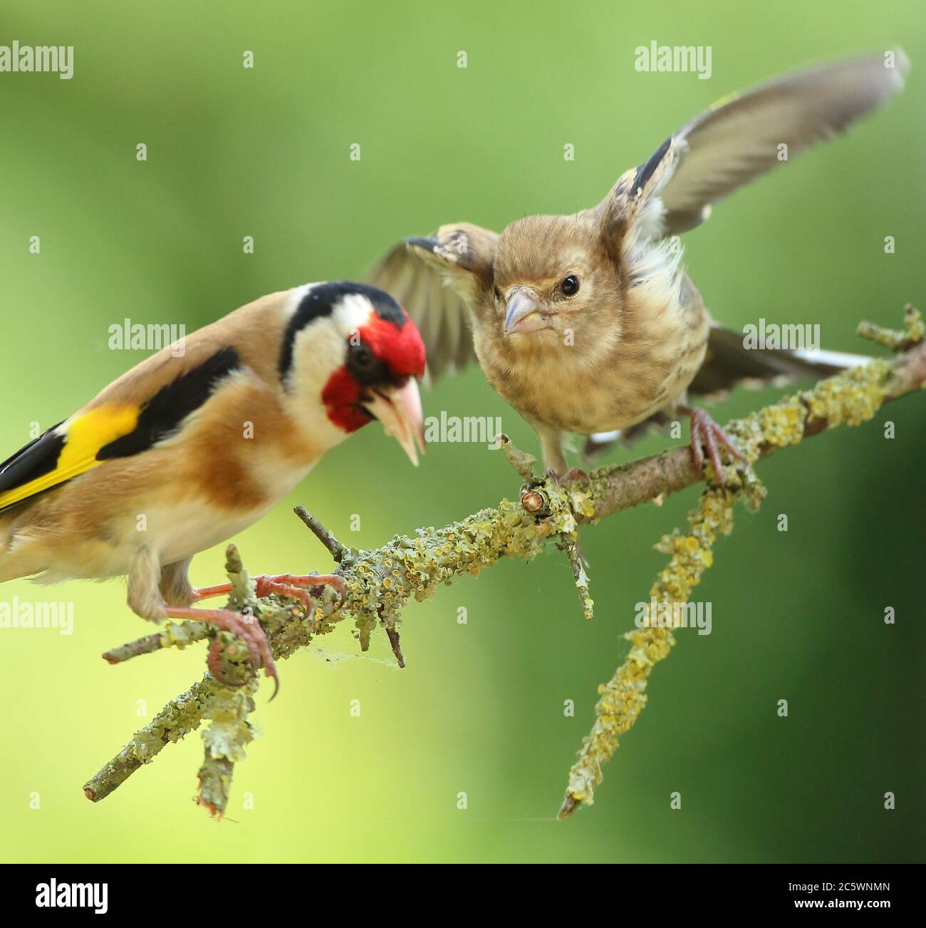Europäischer Goldfink (Carduelis carduelis), Erwachsene Fütterung juvenile. Derbyshire, Großbritannien, Frühjahr 2020 Stockfoto