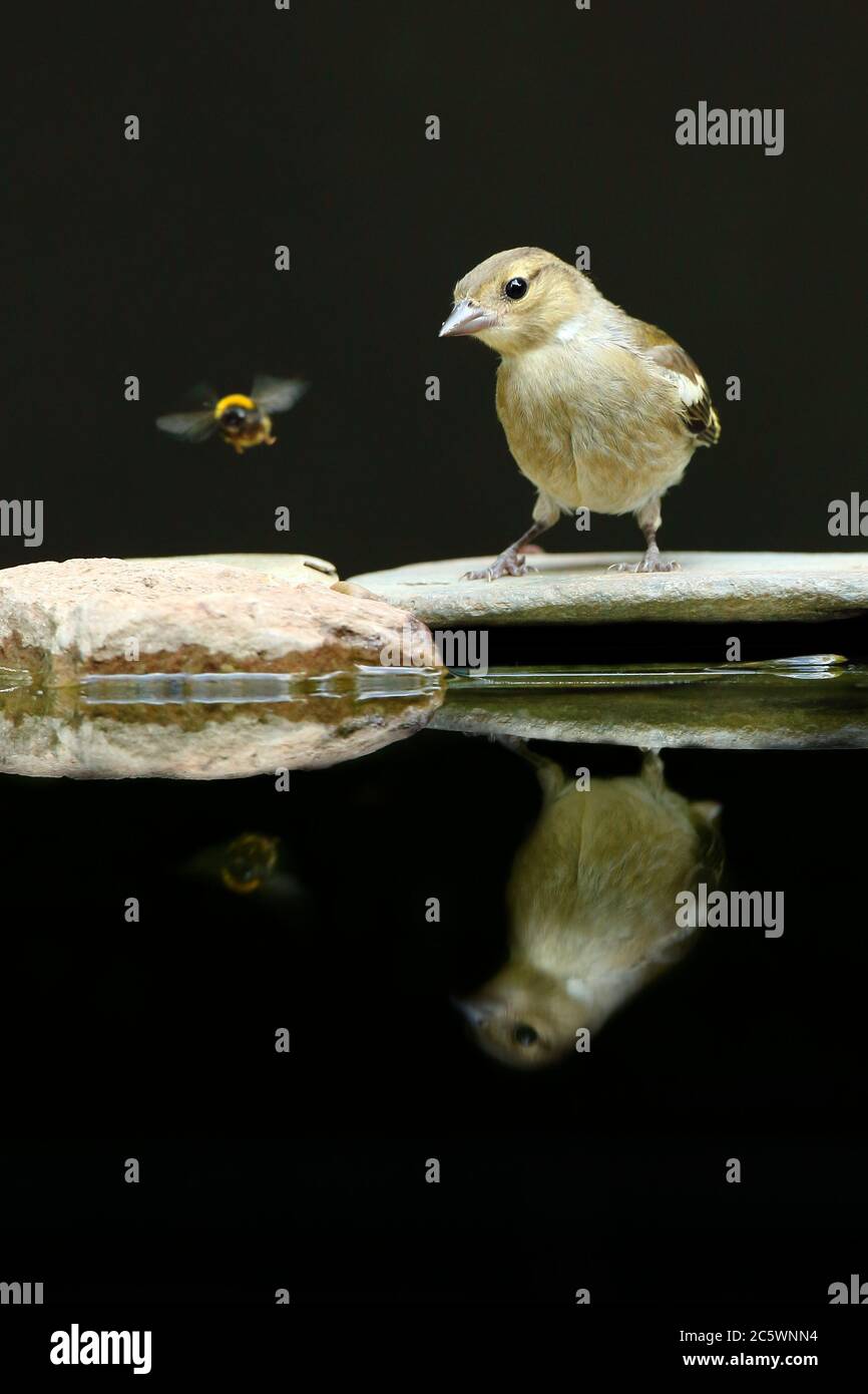 Weibliche gewöhnliche Chaffinch (Fringilla coelebs) Reflexion mit Biene. Dunkler unterbelichtete Hintergrund. Derbyshire, Großbritannien 2020 Stockfoto