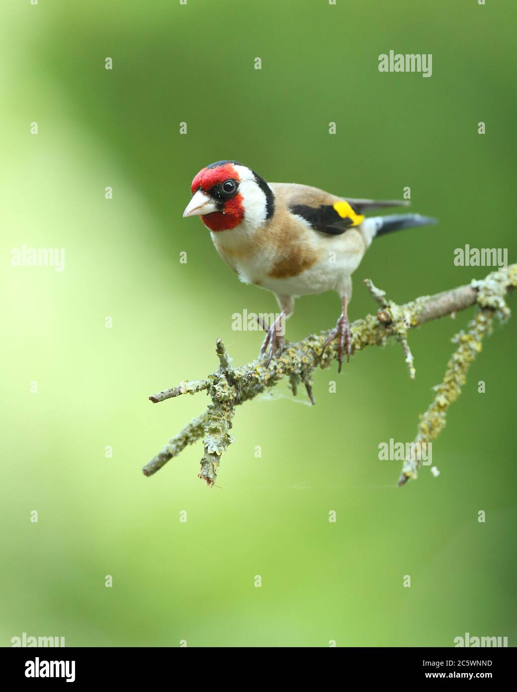 Erwachsener europäischer Goldfink (Carduelis carduelis) auf einem Zweig mit Gefieder. Derbyshire, Großbritannien, Frühjahr 2020 Stockfoto