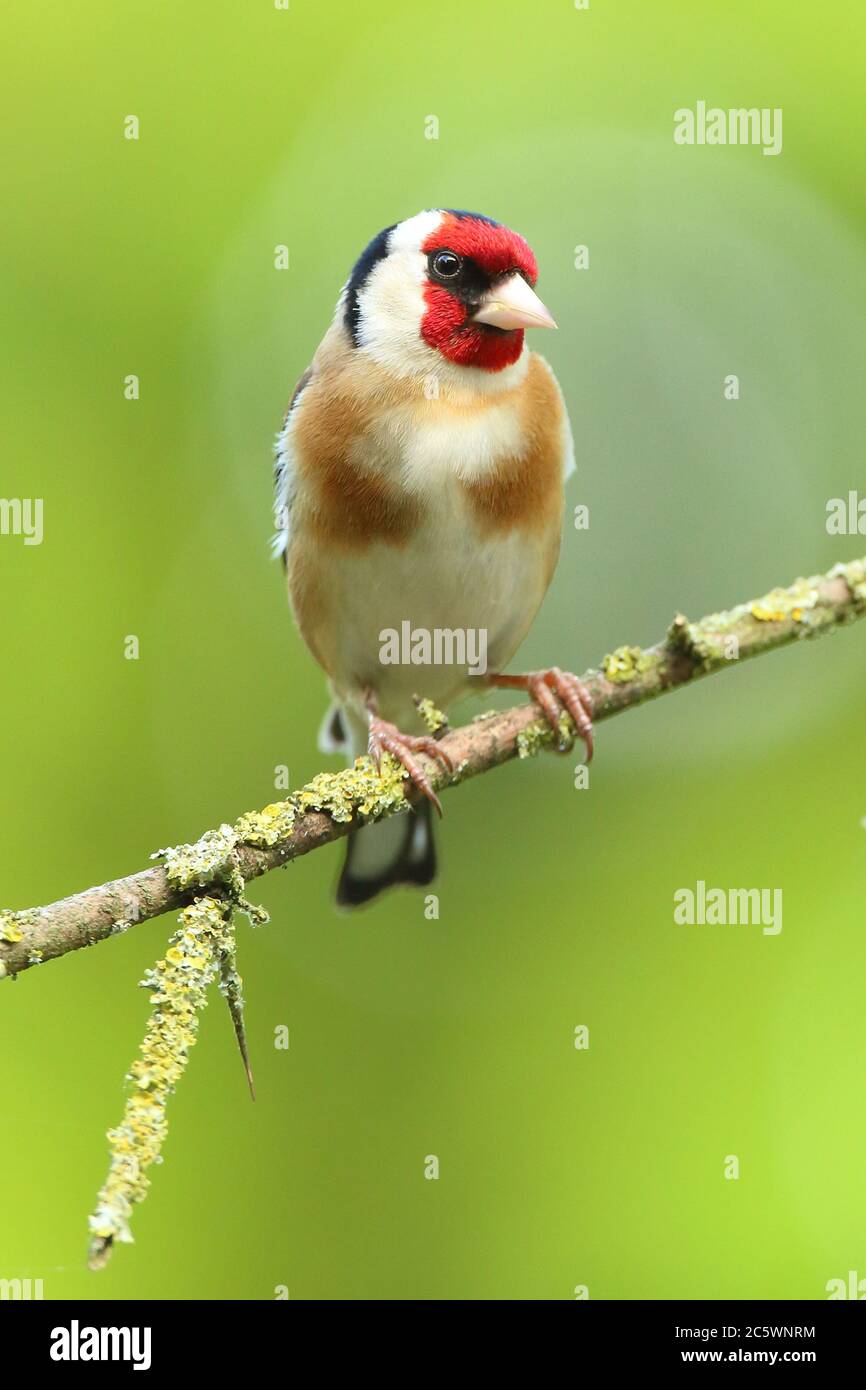 Erwachsener europäischer Goldfink (Carduelis carduelis) auf einem Zweig mit Gefieder. Derbyshire, Großbritannien, Frühjahr 2020 Stockfoto