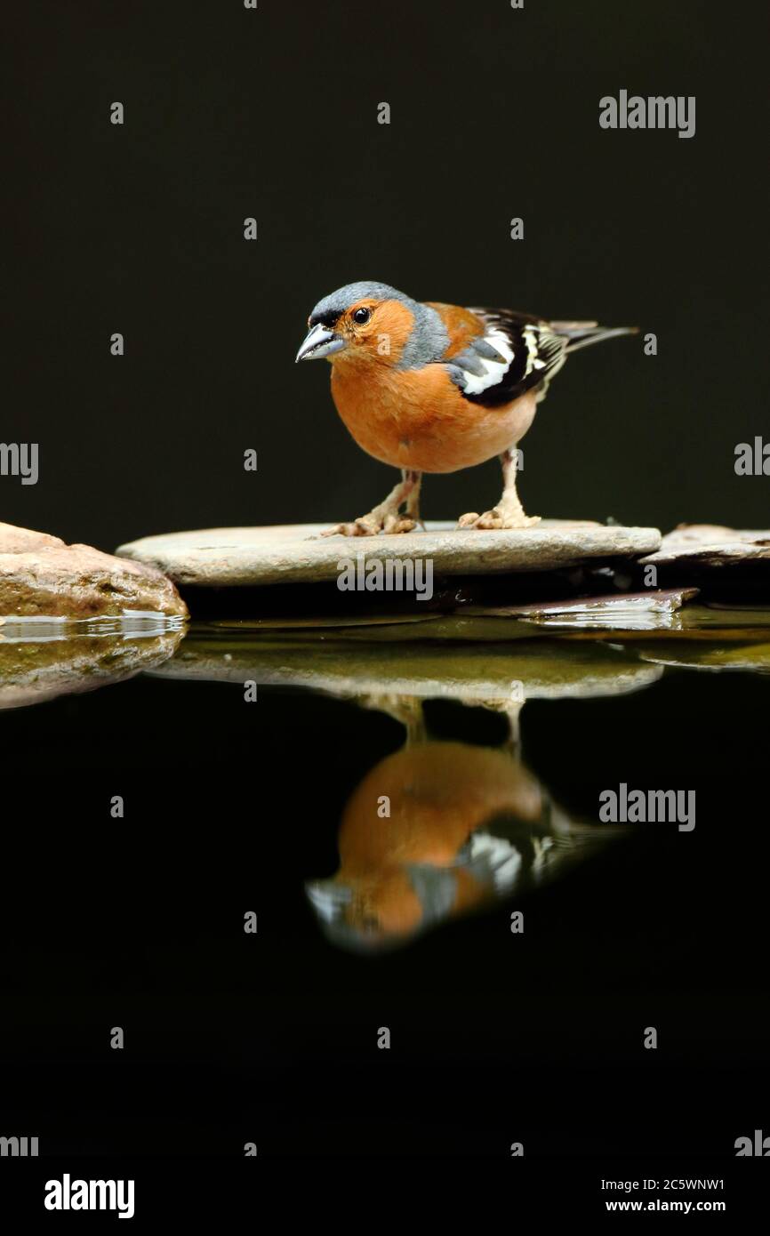 Männlicher gemeiner Chaffinch (Fringilla coelebs), Reflexion im Pool, dunkler / unterbelichtete Hintergrund. Derbyshire, Großbritannien 2020 Stockfoto