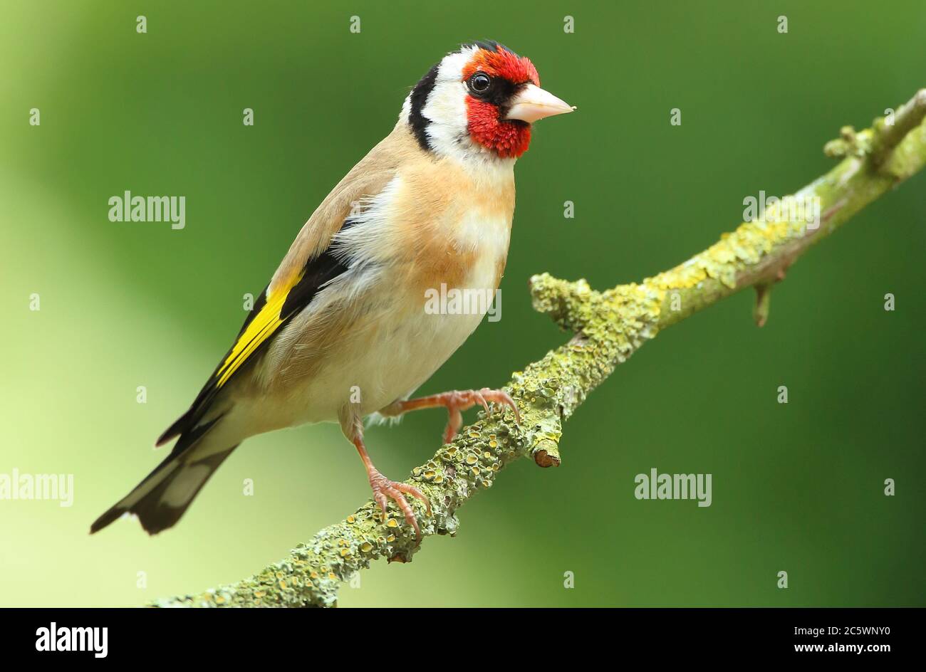 Erwachsener europäischer Goldfink (Carduelis carduelis) auf einem Zweig mit Gefieder. Derbyshire, Großbritannien, Frühjahr 2020 Stockfoto