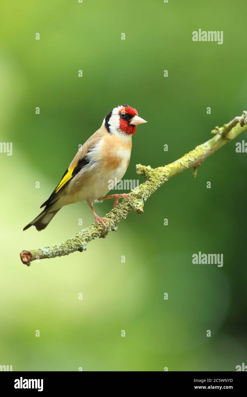 Erwachsener europäischer Goldfink (Carduelis carduelis) auf einem Zweig mit Gefieder. Derbyshire, Großbritannien, Frühjahr 2020 Stockfoto