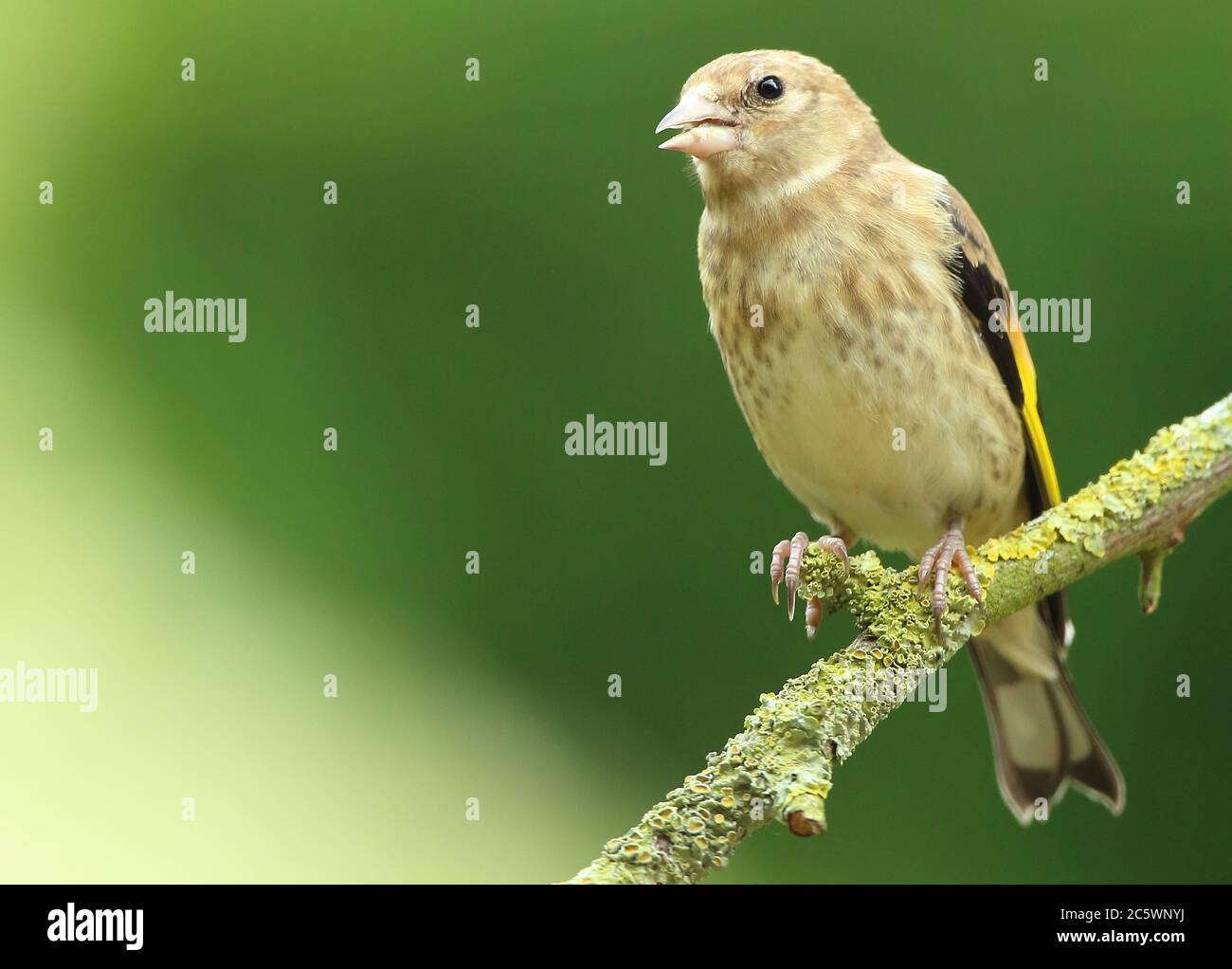 Jungtiere Europäische Goldfink (Carduelis carduelis) auf Zweig thront. Frühjahr 2020, Derbyshire, Großbritannien Stockfoto
