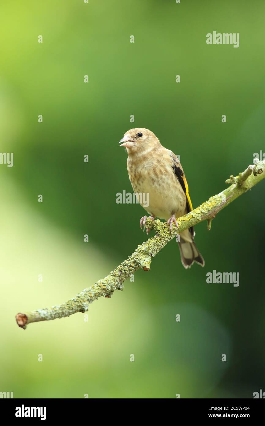 Jungtiere Europäische Goldfink (Carduelis carduelis) auf Zweig thront. Frühjahr 2020, Derbyshire, Großbritannien Stockfoto