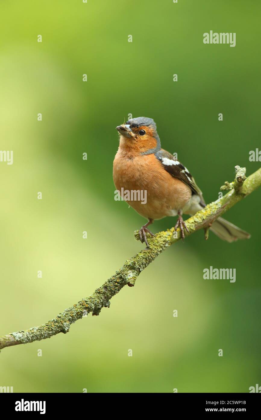 Sommergefieder Männchen gewöhnlicher Chaffinch (Fringilla coelebs), mit Futter für junge. Derbyshire, Großbritannien 2020 Stockfoto