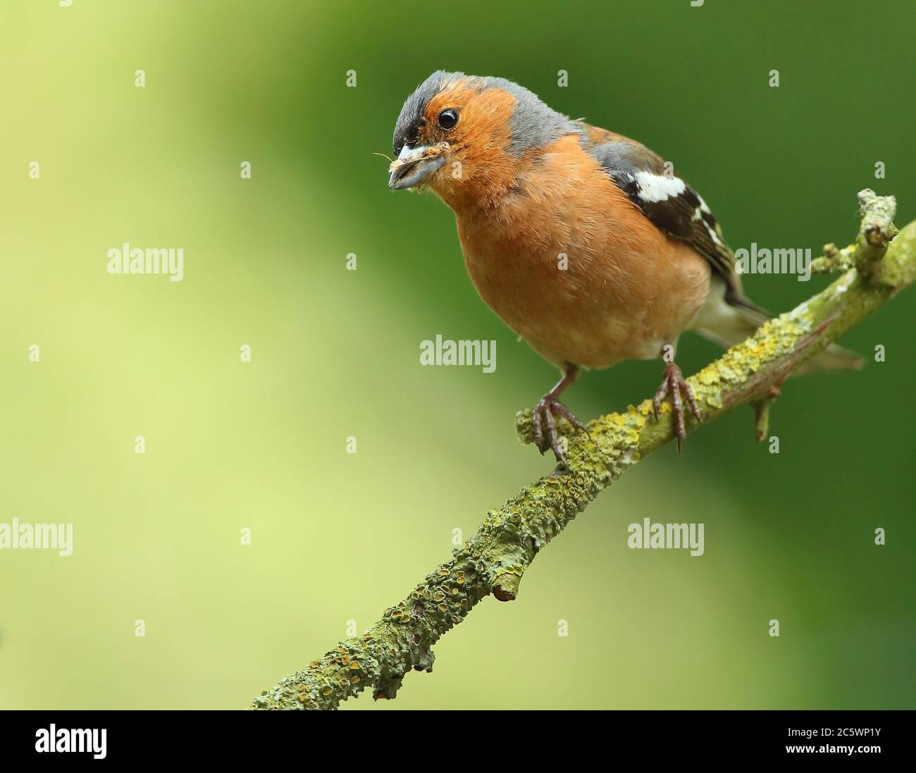 Sommergefieder Männchen gewöhnlicher Chaffinch (Fringilla coelebs), mit Futter für junge. Derbyshire, Großbritannien 2020 Stockfoto