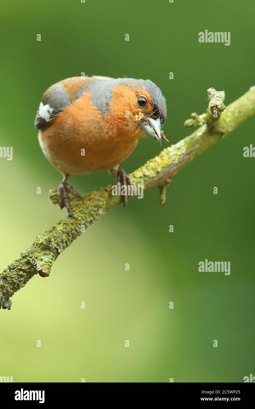 Sommergefieder Männchen gewöhnlicher Chaffinch (Fringilla coelebs), mit Futter für junge. Derbyshire, Großbritannien 2020 Stockfoto