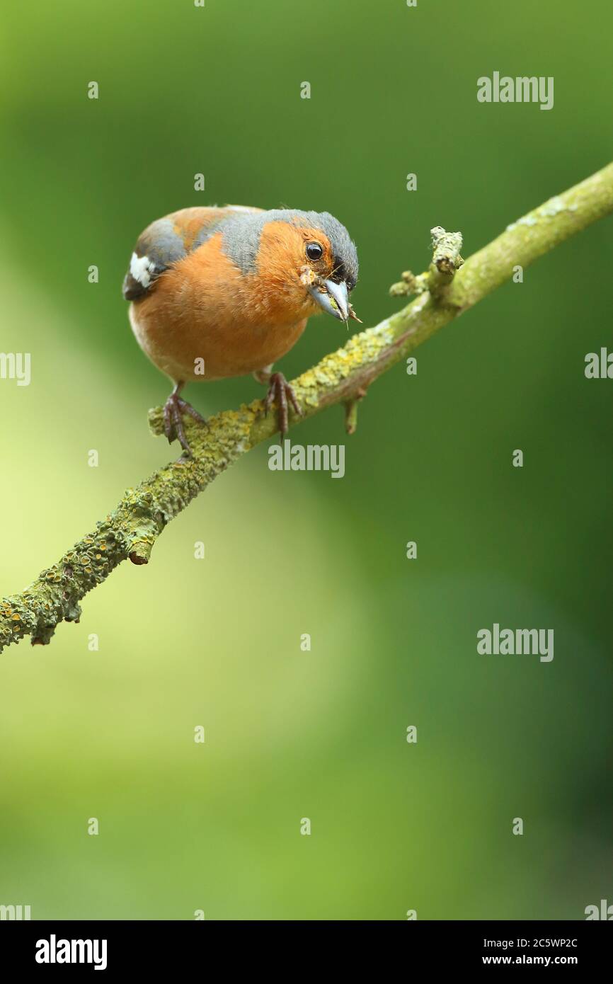 Sommergefieder Männchen gewöhnlicher Chaffinch (Fringilla coelebs), mit Futter für junge. Derbyshire, Großbritannien 2020 Stockfoto