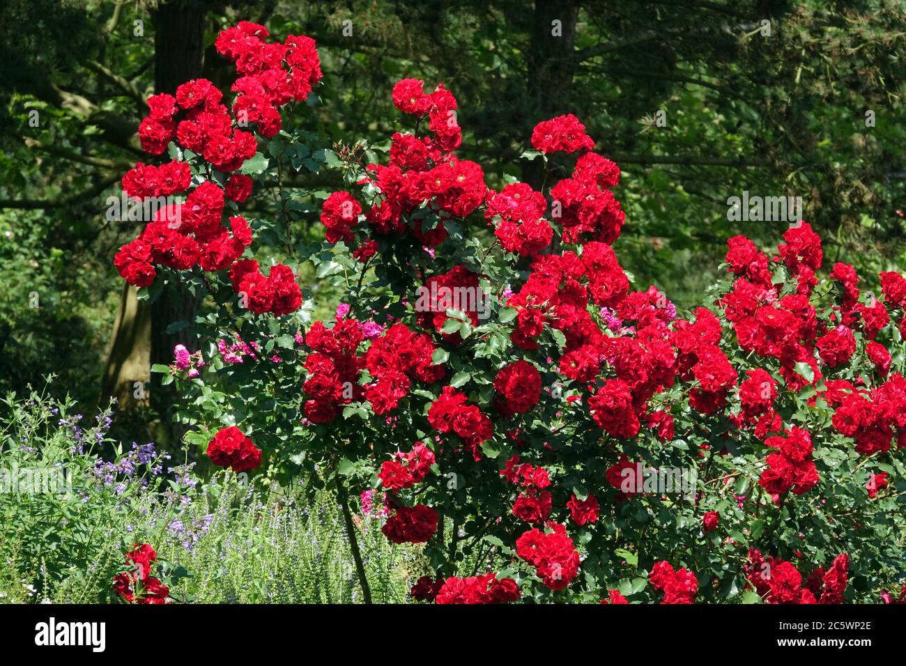 Rote Rosen Garten Blumen Stockfoto