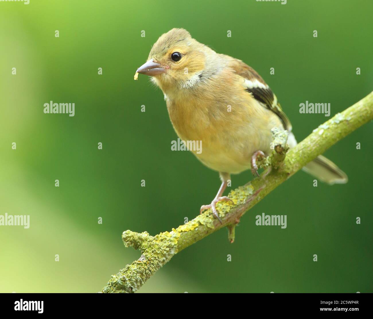 Weiblicher gemeiner Chaffinch (Fringilla coelebs), auf dem Ast sitzend. Derbyshire, Großbritannien 2020 Stockfoto
