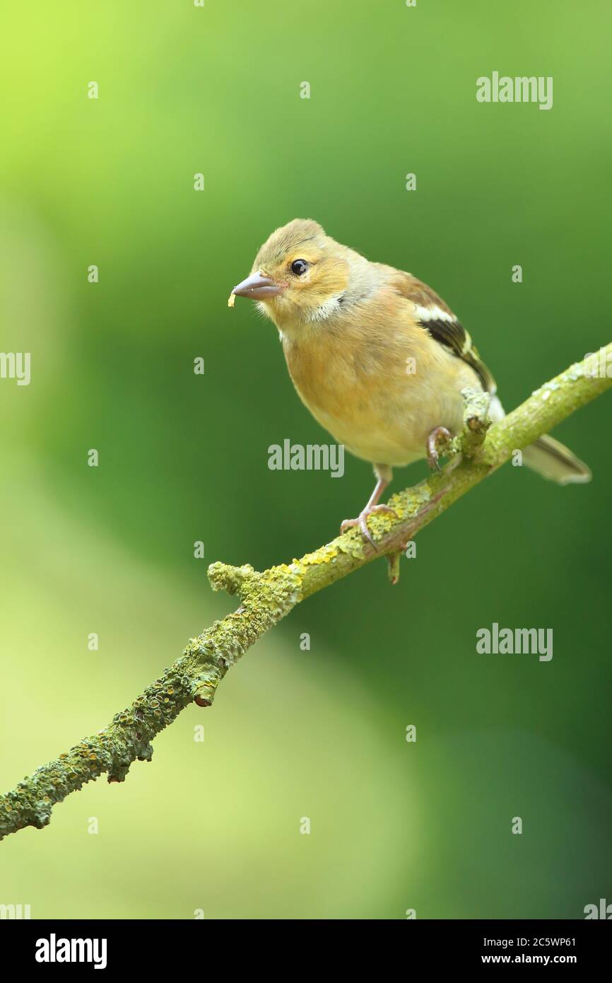 Weiblicher gemeiner Chaffinch (Fringilla coelebs), auf dem Ast sitzend. Derbyshire, Großbritannien 2020 Stockfoto