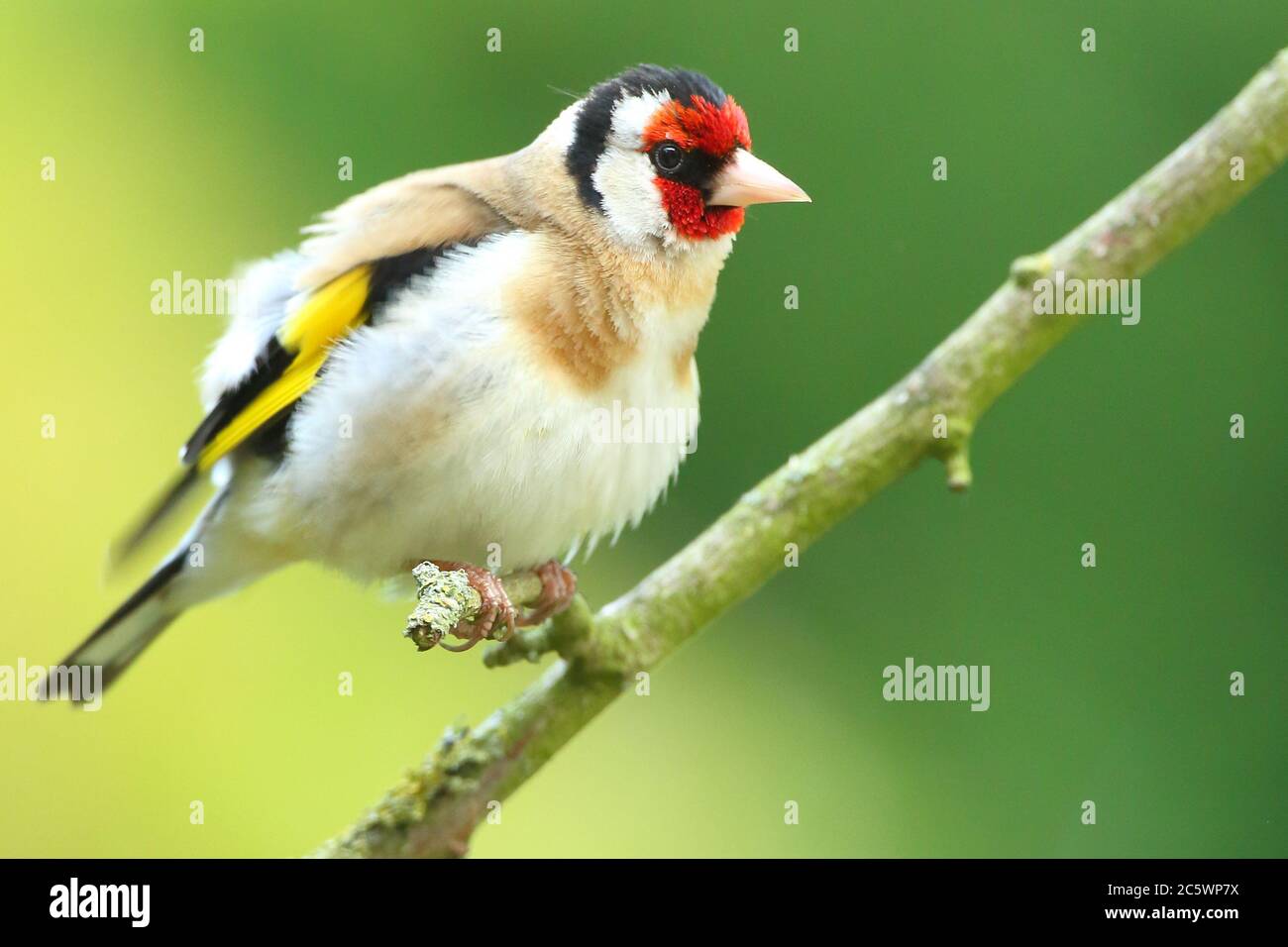 Erwachsener europäischer Goldfink (Carduelis carduelis) auf einem Zweig mit Gefieder. Derbyshire, Großbritannien, Frühjahr 2020 Stockfoto