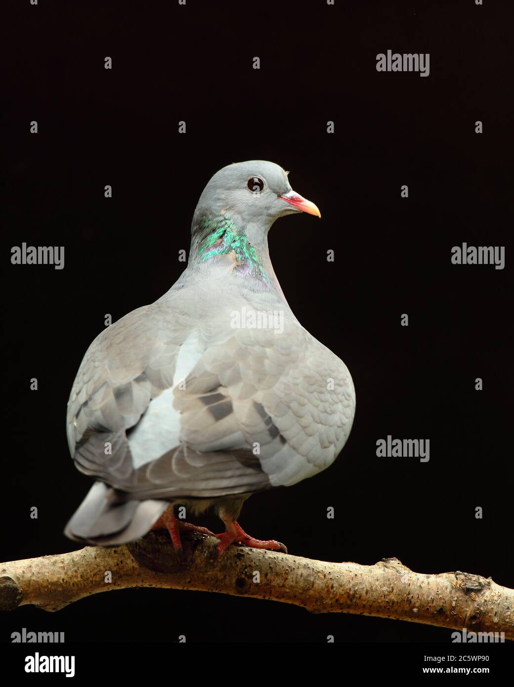 Porträt der erwachsenen Stock Dove (Columba oenas), auf Birkenzweig, dunkel unterbelichtet Hintergrund thront. Derbyshire, Großbritannien 2020 Stockfoto