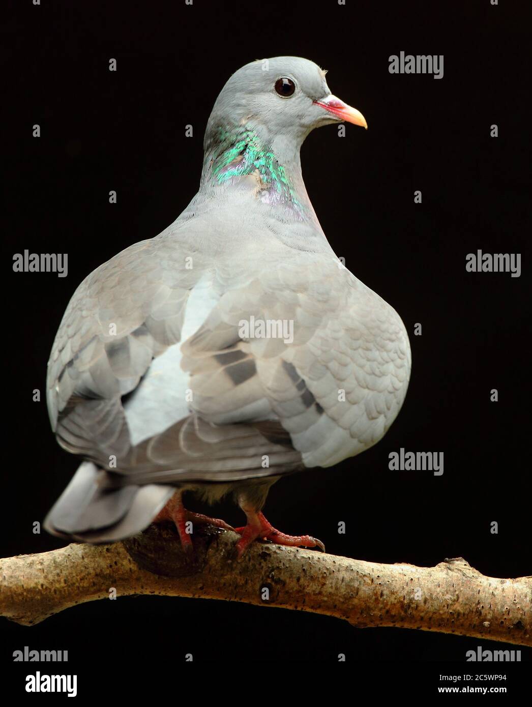 Porträt der erwachsenen Stock Dove (Columba oenas), auf Birkenzweig, dunkel unterbelichtet Hintergrund thront. Derbyshire, Großbritannien 2020 Stockfoto