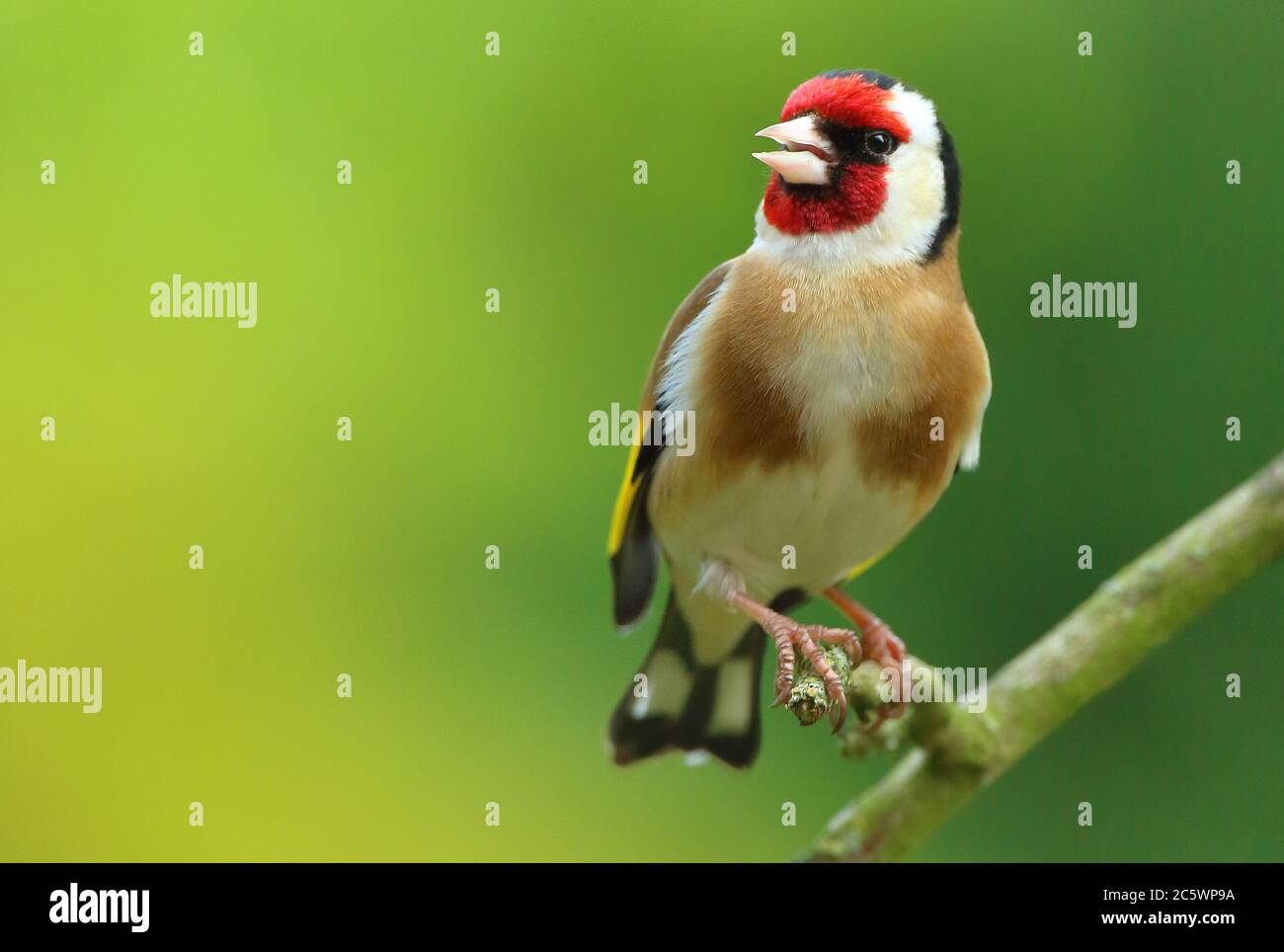 Erwachsener Europäischer Goldfink (Carduelis carduelis), der auf einem Zweig thront und zu einer Frau singt. Derbyshire, Großbritannien, Frühjahr 2020 Stockfoto