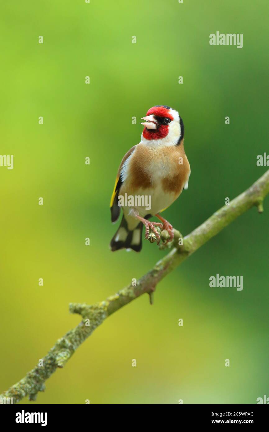 Erwachsener Europäischer Goldfink (Carduelis carduelis), der auf einem Zweig thront und zu einer Frau singt. Derbyshire, Großbritannien, Frühjahr 2020 Stockfoto