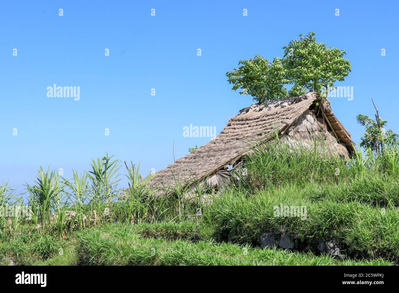 Umweltfreundliche Tribal Hut in Feldern mit Strohdach, aus biologisch abbaubaren Bambus Strohhalme und Sticks. Eine typische Hausform von Stammesgebieten, die von verwendet werden Stockfoto