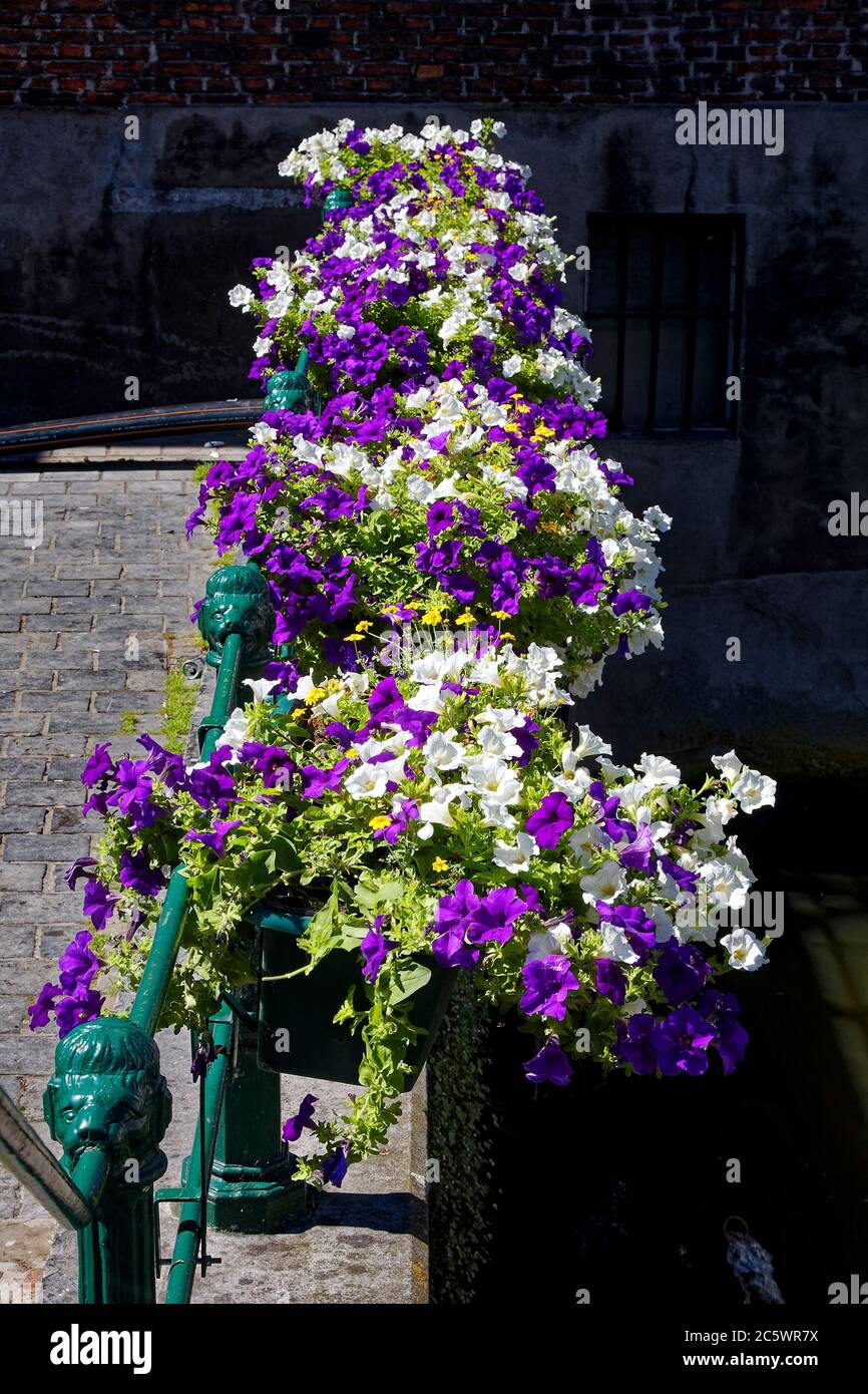 Blumen entlang grüner Geländer, Petunien, lila, weiß, bunt, Kopfsteinpflaster Spaziergang, dunkler Hintergrund, Flandern, Europa, Gent, Belgien Stockfoto