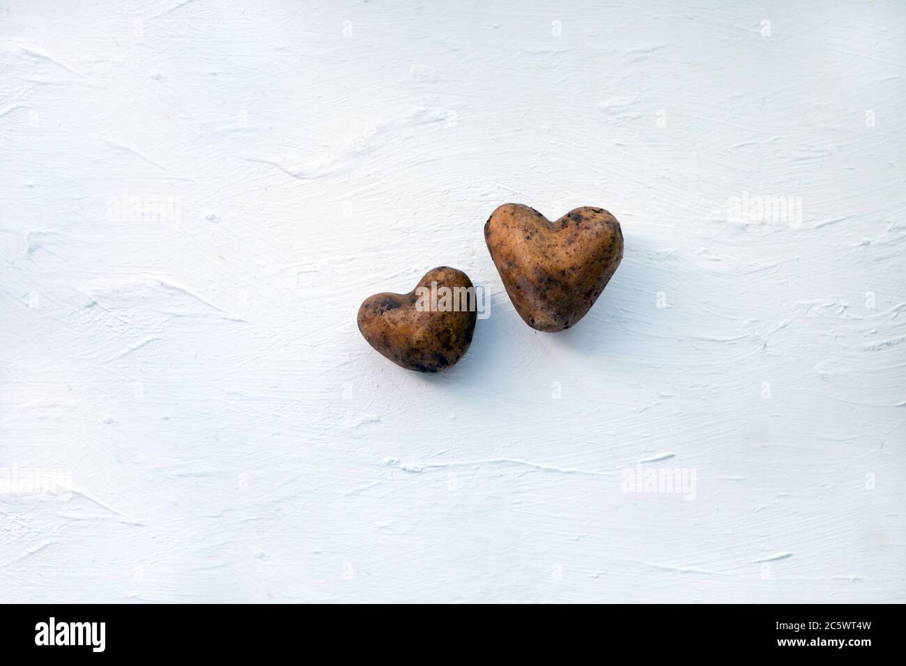 Zwei rohe Kartoffeln. Kartoffeln wie ein Herz. Zwei rohe Kartoffeln auf dem weißen Holzhintergrund. Kartoffeln wie ein Herz. Ökologie Liebe Konzept. Frische Speisen Stockfoto