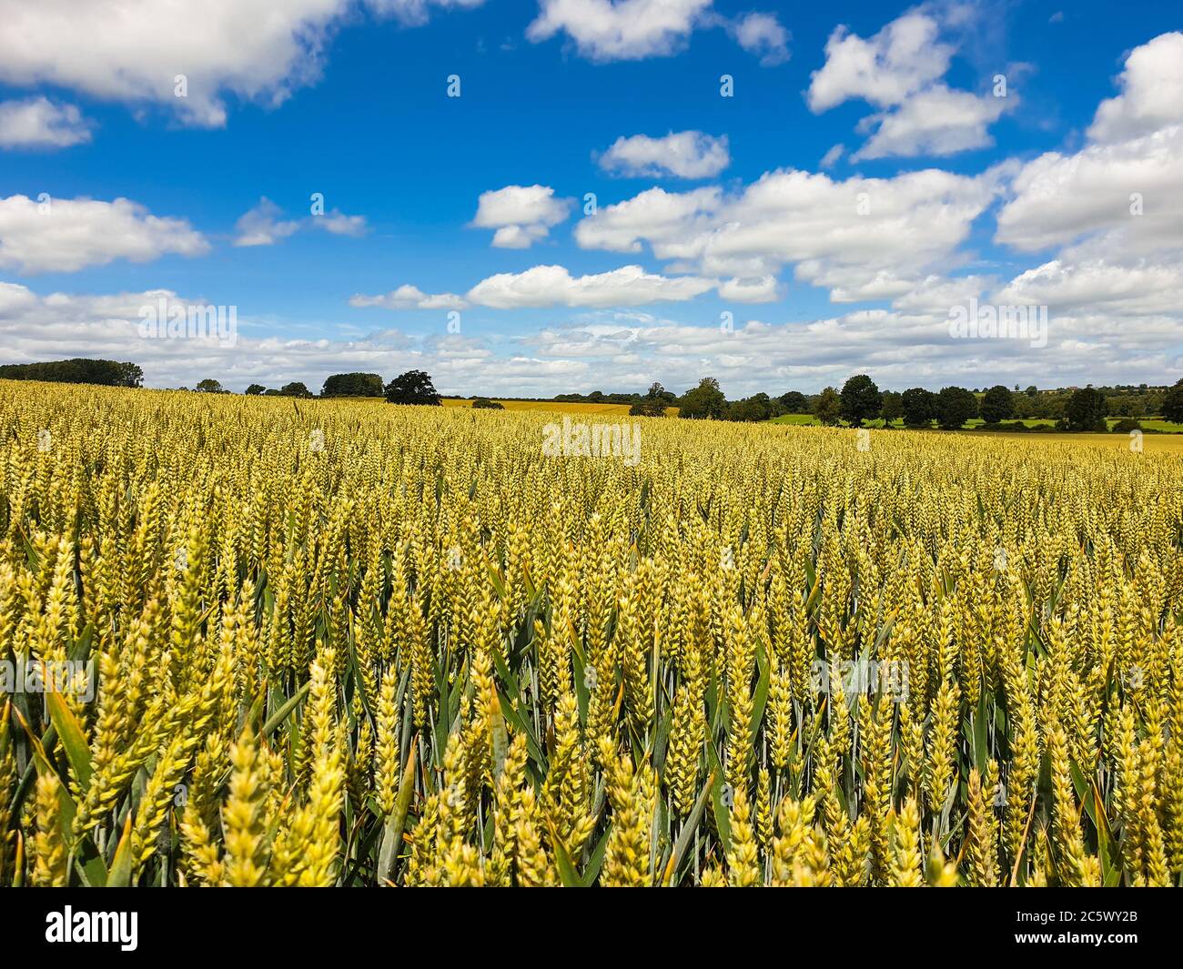 Ein Maisfeld an einem Sommertag. Strahlend blauer Himmel und flauschige weiße Wolken Stockfoto