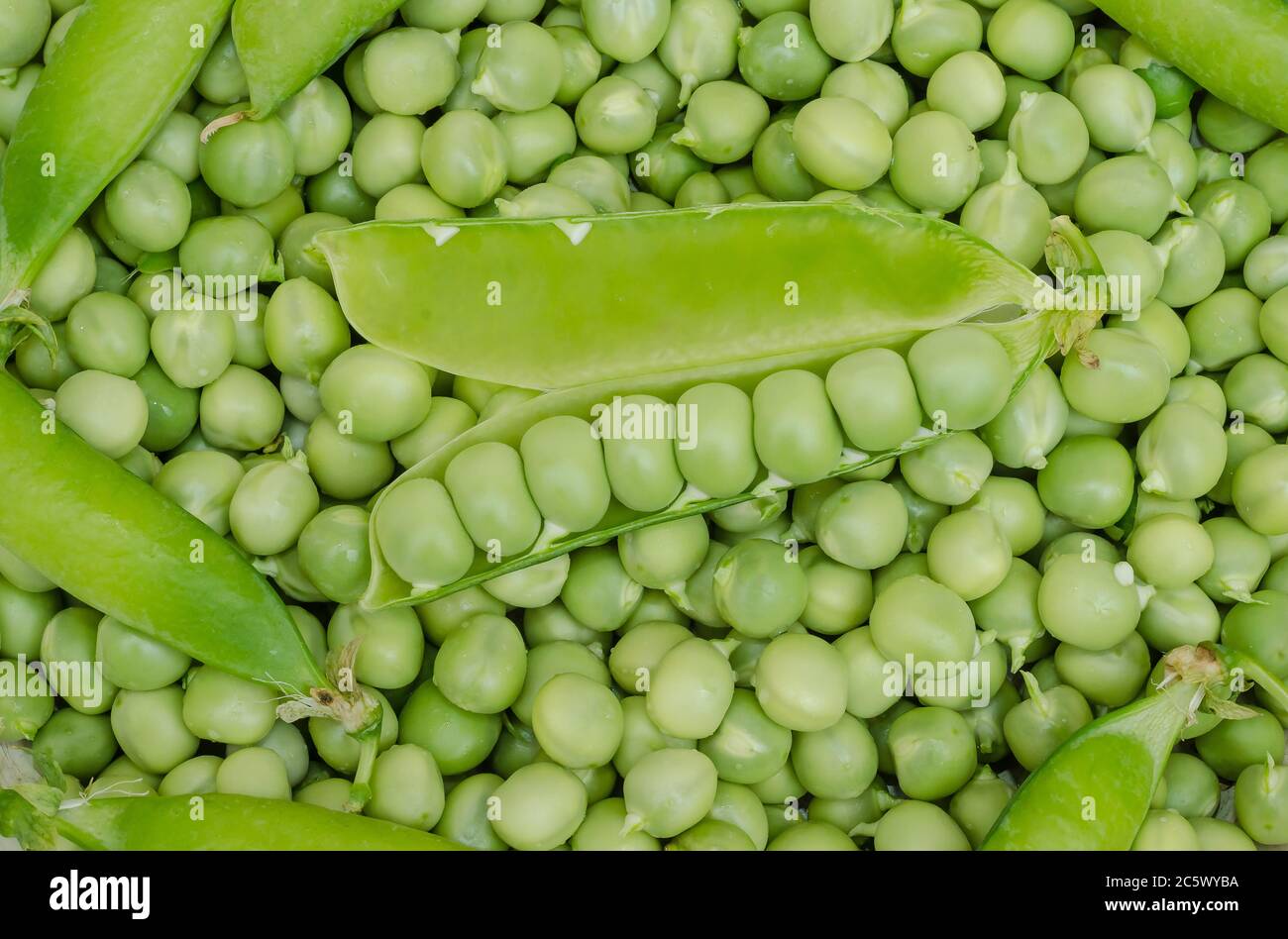Grüne Erbsen Hintergrund Textur Gemüse. Ernte im Garten Stockfoto