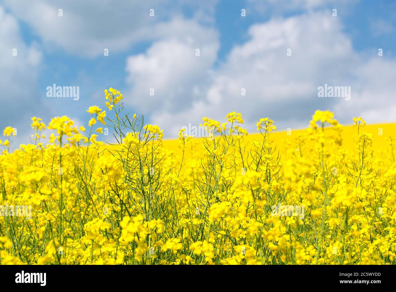 Gelbe Rapsblumen im Feld mit blauem Himmel und Wolken, kleine Schärfentiefe Stockfoto