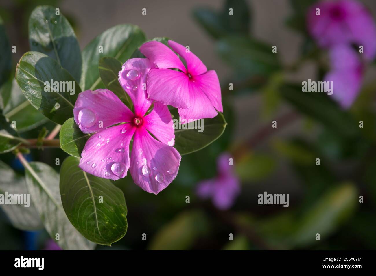 Die Periwinkle Pflanze blüht immer Stockfoto