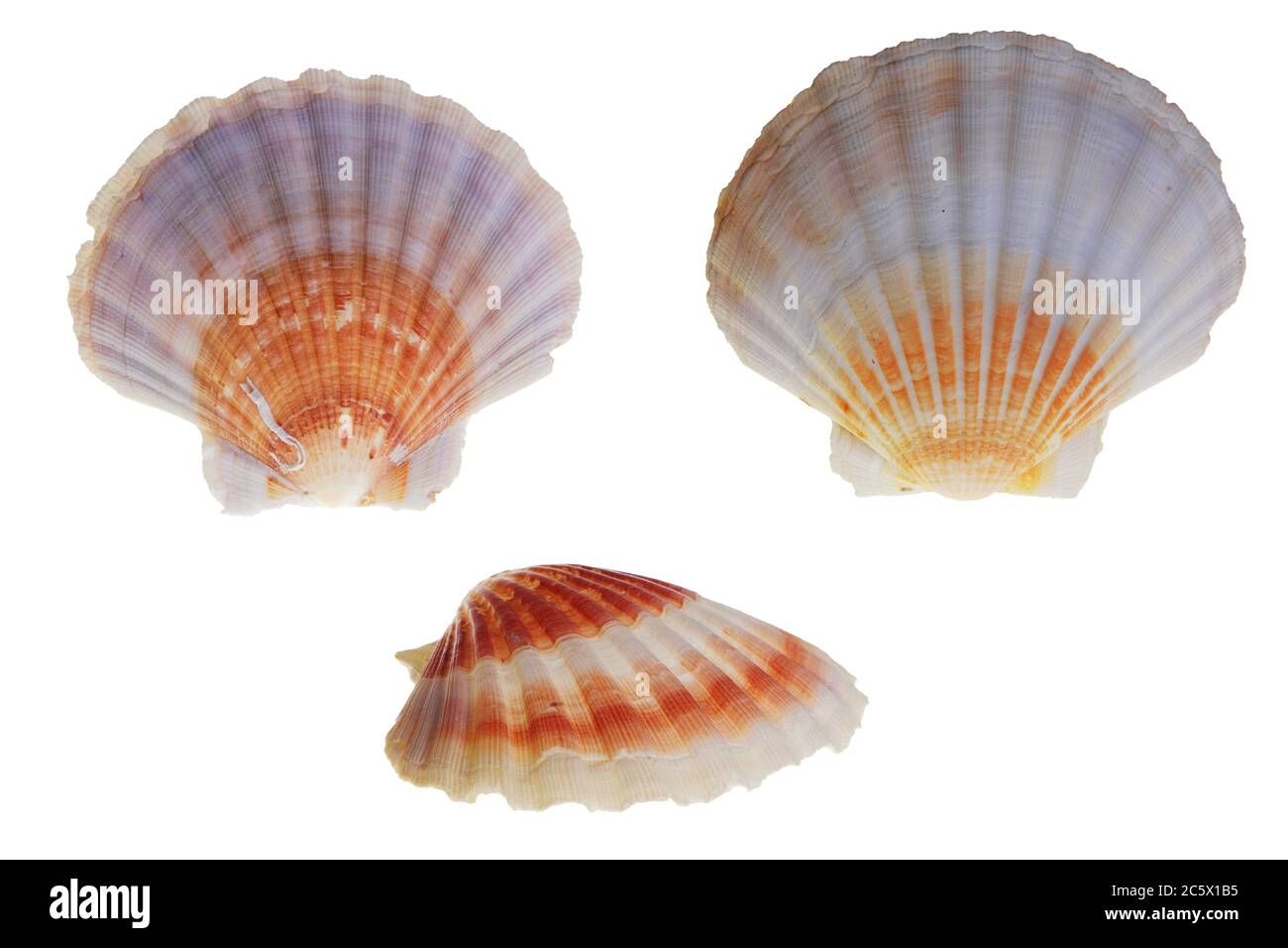 Tan Radial Seashell, Isolated on White Background Stockfoto