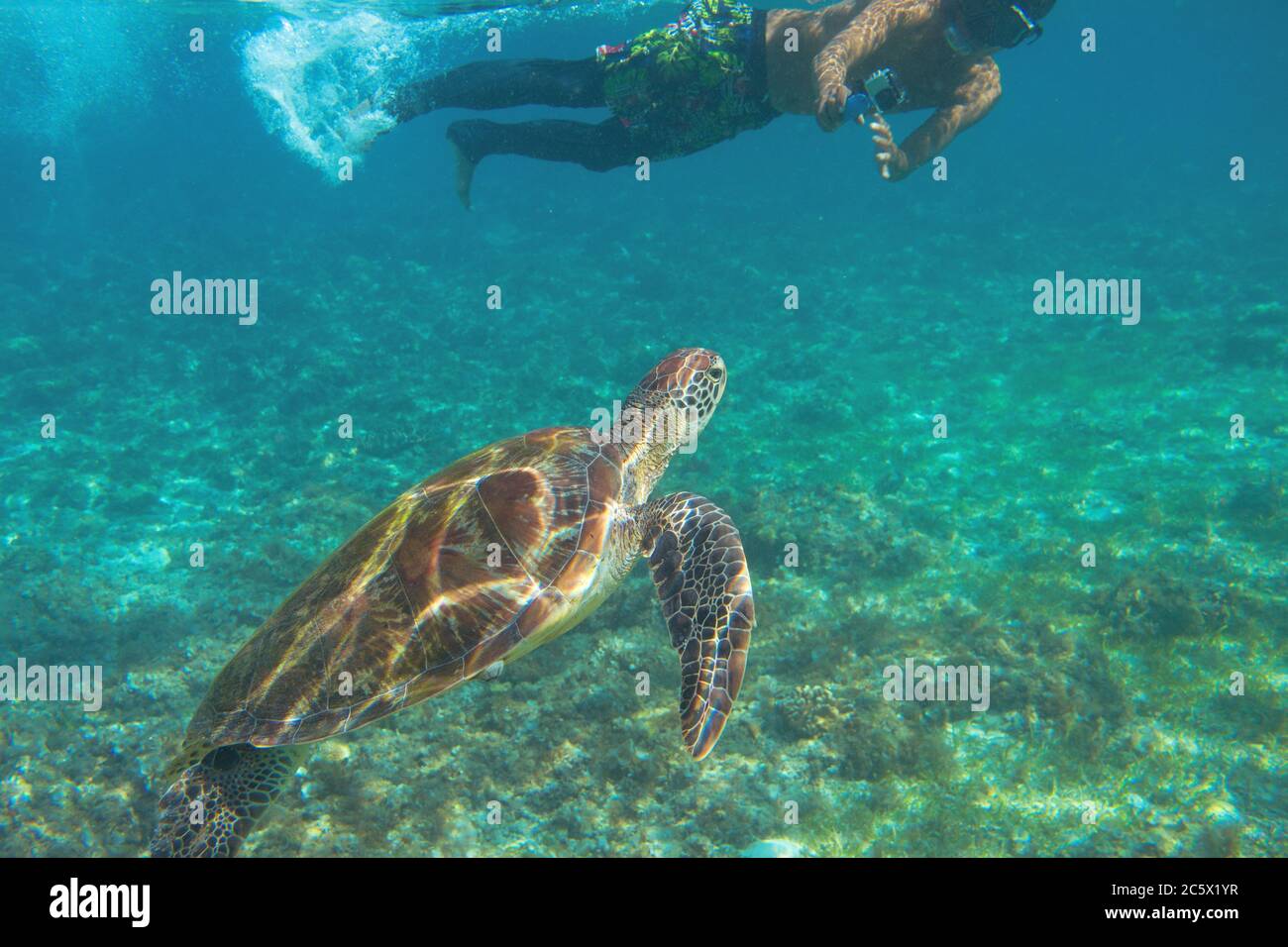 Meeresschildkröten und Touristen schwimmen im blauen Wasser. Schnorcheln mit Meeresschildkröten. Meeresschutzgebiet in tropischer Insellagune. Exotisches Tier in der Natur. Marie Tort Stockfoto