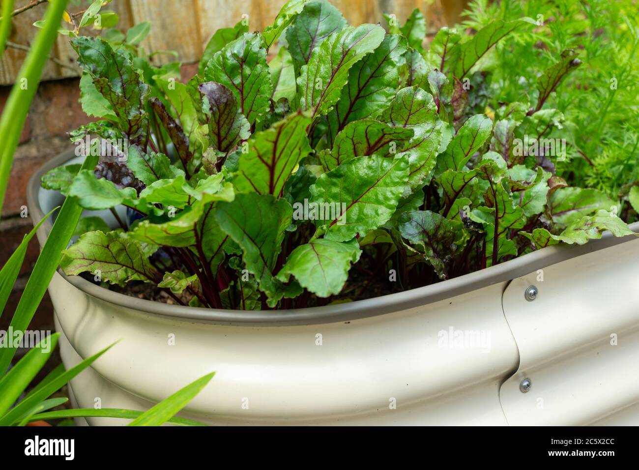Dekorative Wanne Behälter mit Salatpflanzen wachsen Stockfoto