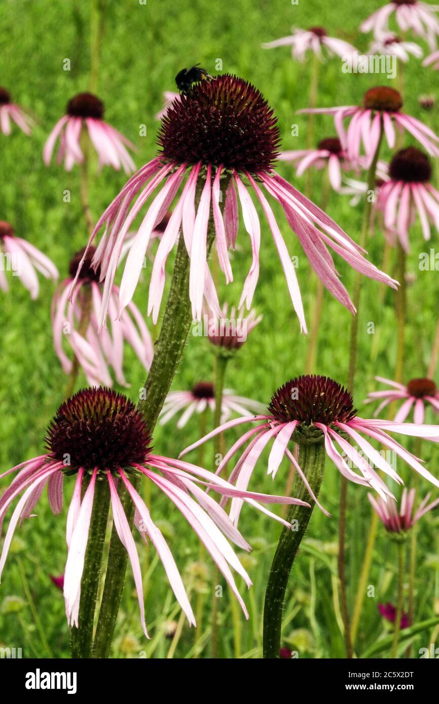 Echinacea pallida Nahaufnahme Blume Stockfoto