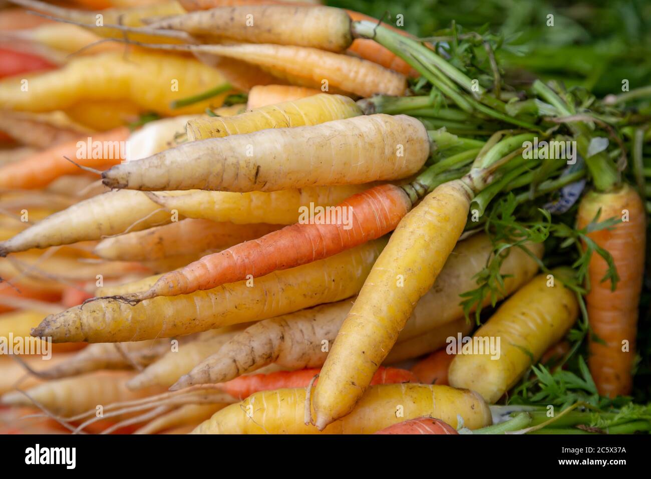 Verschiedene farbige Karotten zum Verkauf auf einem Marktstand Stockfoto