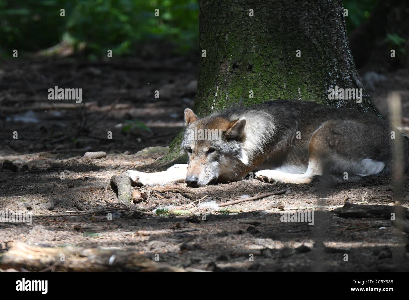 wolf ruht unter einem Baum Stockfoto