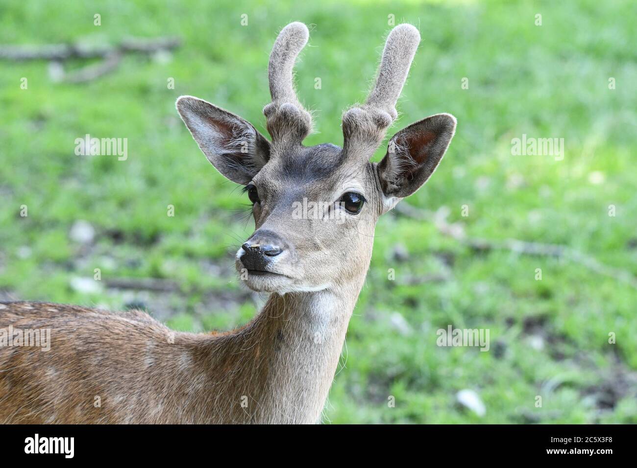 Hirsch Stockfoto