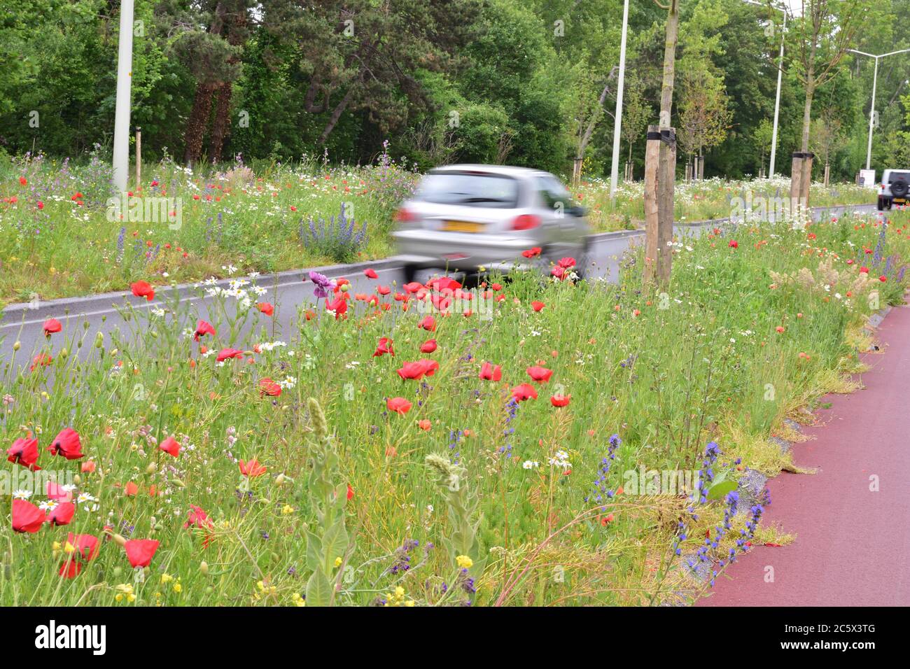 Blumen am Straßenrand, im Hintergrund die Silhouette des Autos durch Bewegung verschwommen. Sommer. Stockfoto