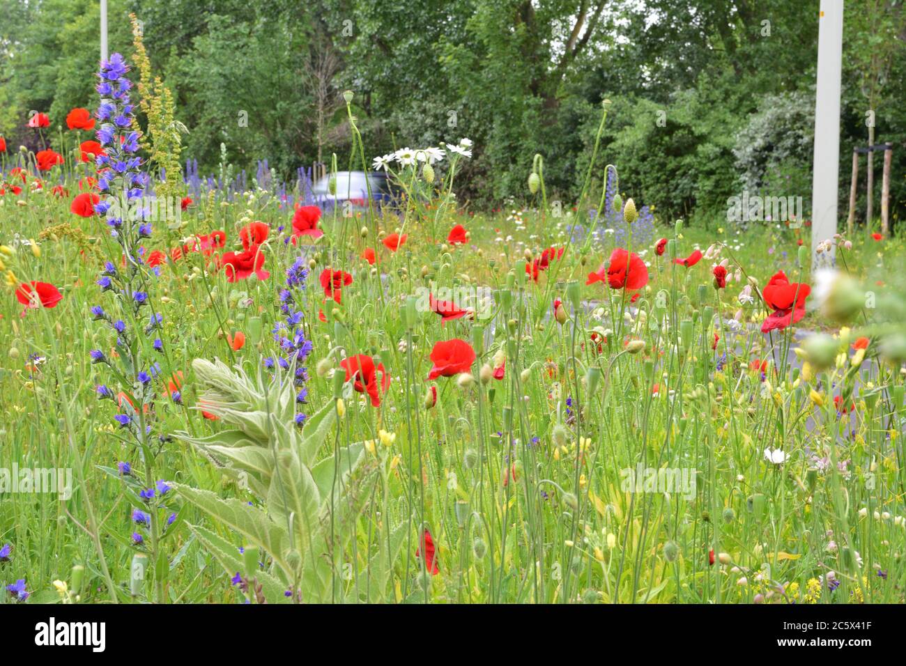 Blumen am Straßenrand, im Hintergrund die Silhouette des Autos durch Bewegung verschwommen. Sommer. Stockfoto